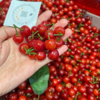 玛瑙小樱桃  甜甜的 新鲜采摘 商品缩略图1