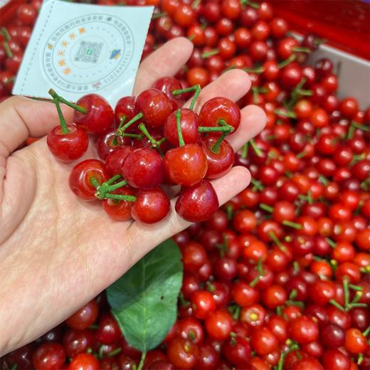 玛瑙小樱桃  甜甜的 新鲜采摘 商品图1