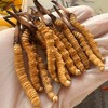 野生高海拔新鲜冬虫夏草（西藏加查）| 合作生产 * Fresh Cordyceps sinensis| Partner Production 商品缩略图2