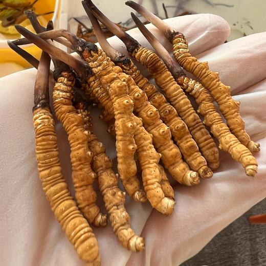 野生高海拔新鲜冬虫夏草（西藏加查）| 合作生产 * Fresh Cordyceps sinensis| Partner Production 商品图2