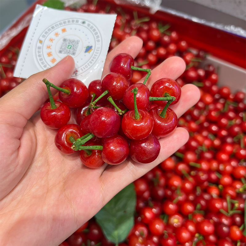 玛瑙小樱桃  甜甜的 新鲜采摘