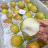 新疆库尔勒香梨 太阳果 梨果 商品缩略图6