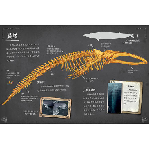 《惊人的骨头》（全3册）：《惊人的骨头：消失的恐龙》《惊人的骨头：动物世界》《惊人的骨头：头骨之谜》 商品图12