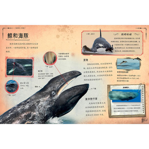 《惊人的骨头》（全3册）：《惊人的骨头：消失的恐龙》《惊人的骨头：动物世界》《惊人的骨头：头骨之谜》 商品图13