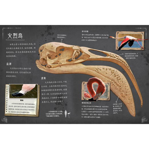 《惊人的骨头》（全3册）：《惊人的骨头：消失的恐龙》《惊人的骨头：动物世界》《惊人的骨头：头骨之谜》 商品图9