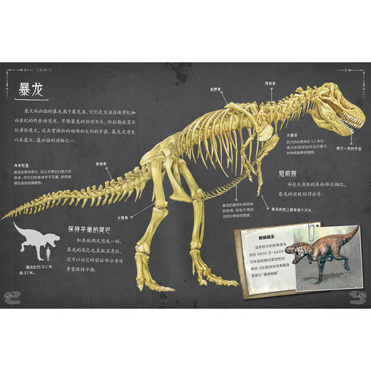 《惊人的骨头》（全3册）：《惊人的骨头：消失的恐龙》《惊人的骨头：动物世界》《惊人的骨头：头骨之谜》 商品图5