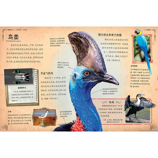 《惊人的骨头》（全3册）：《惊人的骨头：消失的恐龙》《惊人的骨头：动物世界》《惊人的骨头：头骨之谜》 商品图10