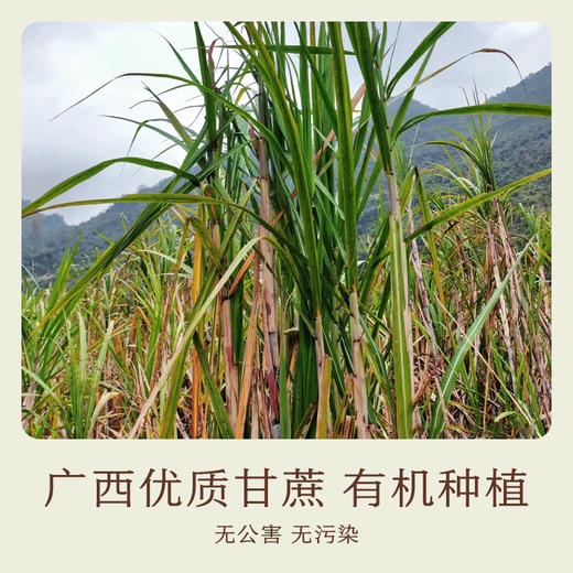 红糖浆 商品图2