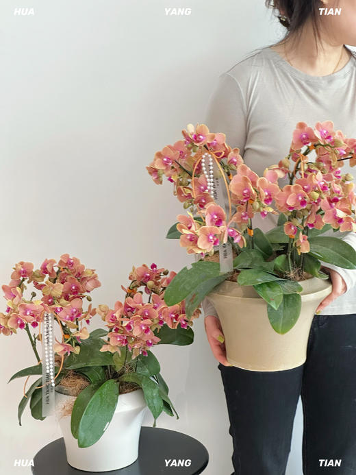 绯影蝶语 · 蝴蝶兰盆栽（含花盆） 商品图1