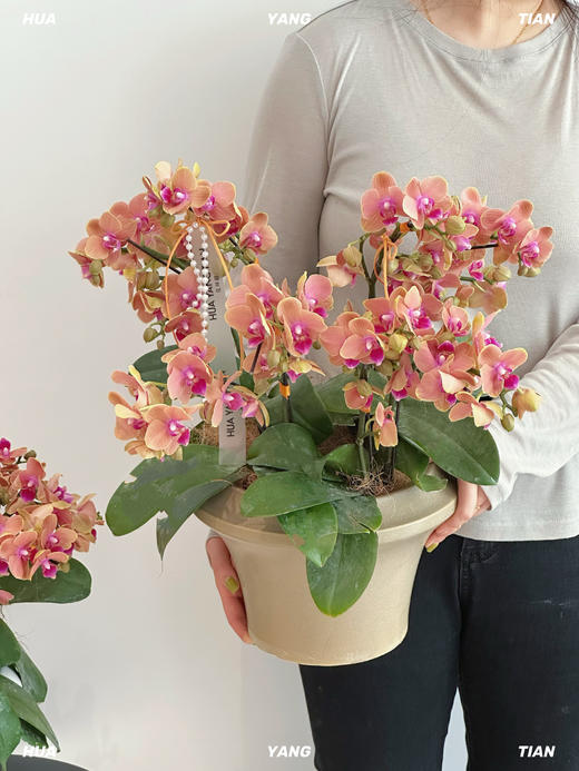 绯影蝶语 · 蝴蝶兰盆栽（含花盆） 商品图0