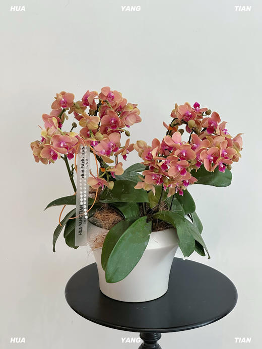 绯影蝶语 · 蝴蝶兰盆栽（含花盆） 商品图2