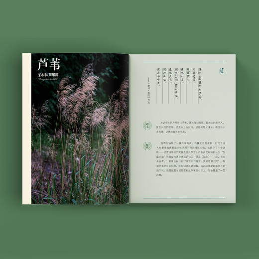 《寻觅〈诗经〉中的湿地植物》 商品图4