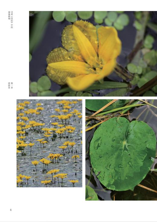 《寻觅〈诗经〉中的湿地植物》 商品图9