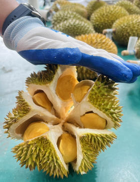 软金月榴莲，干包黄肉，软糯香甜