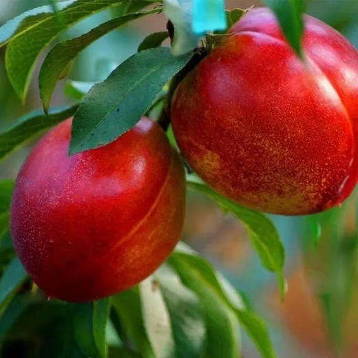 【酸甜可口❗红皮黄肉油桃】色泽鲜艳个头饱满，香甜多汁果肉细嫩，肉厚饱满营养丰富，新鲜水果当季应季非水蜜桃子健康L 商品图1