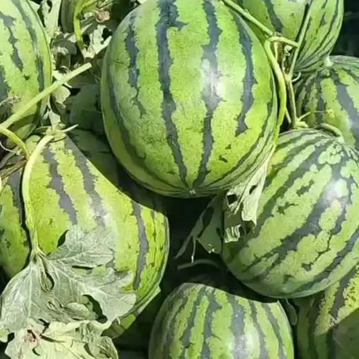 【超甜❗云南甜王西瓜】果香浓郁，个大饱满，甜脆爽口，肉质鲜嫩，色泽诱人，脆甜多汁，整个新鲜应季沙瓤皮薄多汁水果健康L 商品图1