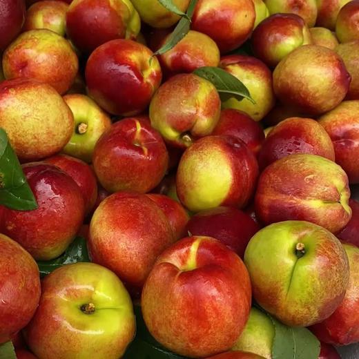 【酸甜可口❗红皮黄肉油桃】色泽鲜艳个头饱满，香甜多汁果肉细嫩，肉厚饱满营养丰富，新鲜水果当季应季非水蜜桃子健康L 商品图0