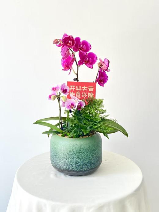 蝴蝶兰/ZWT328 商品图0