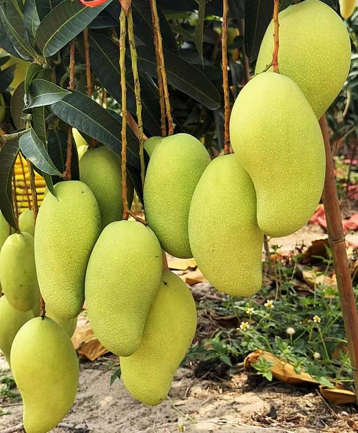 海南金煌芒高山老树老果8.5-9斤/礼盒适合送礼 商品图1