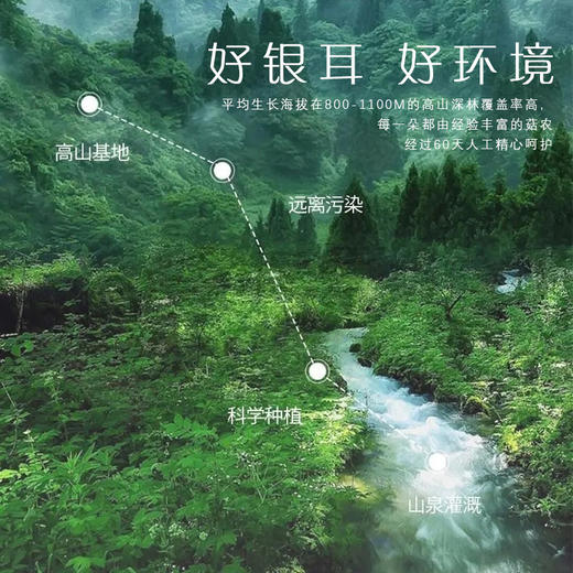 有机银耳 福建古田优选原材 60天高山生态培养 破壁工艺浓稠胶质银耳 80g/罐 商品图1