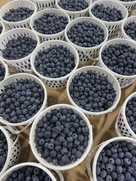 花香蓝莓 18+大果 商品图2