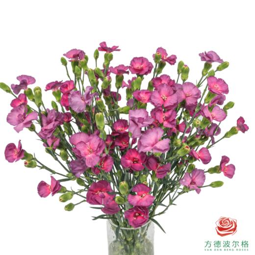 多头康乃馨-霓羽 10枝一扎 商品图0