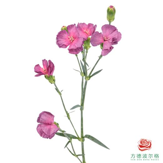 多头康乃馨-霓羽 10枝一扎 商品图1