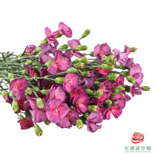 多头康乃馨-霓羽 10枝一扎 商品图2