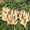 铜陵嫩姜芽 嫩嫩的糖醋生姜 商品缩略图2