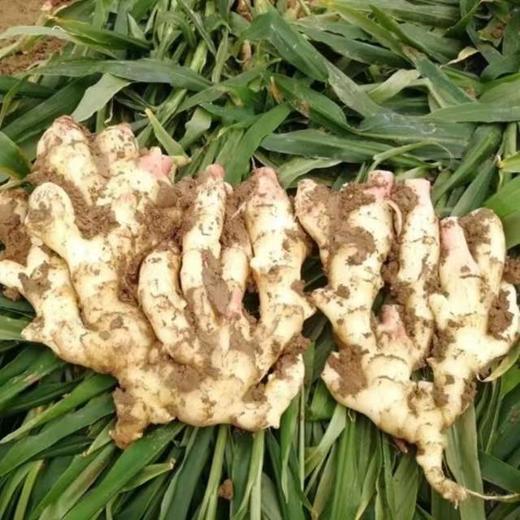 铜陵嫩姜芽 嫩嫩的糖醋生姜 商品图2