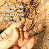 【88折-95折优惠】野生高海拔新鲜冬虫夏草（玉树）| 合作生产 * Yushu high altitude fresh Cordyceps sinensis | Partner Production 商品缩略图3