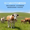 牧北鲜内蒙古有机原切牛腩块 商品缩略图2