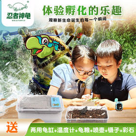 忍者神龟DIY孵化套装  亲手孵化小乌龟，一站式养成体验，科普教育，亲子互动