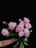 热卖爆品多头莎拉芍药花5支 商品缩略图3