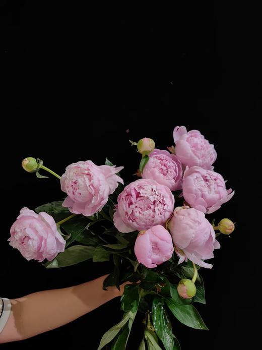 热卖爆品多头莎拉芍药花5支 商品图3
