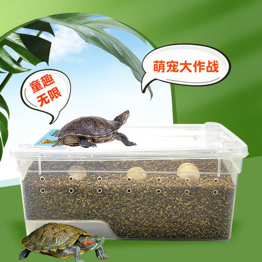 忍者神龟DIY孵化套装  亲手孵化小乌龟，一站式养成体验，科普教育，亲子互动 商品图2
