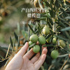 【云惜严选】特级初榨橄榄油500ml 西班牙进口 食用油 商品缩略图3