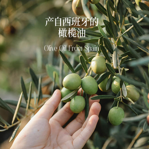 【云惜严选】特级初榨橄榄油500ml 西班牙进口 食用油 商品图3