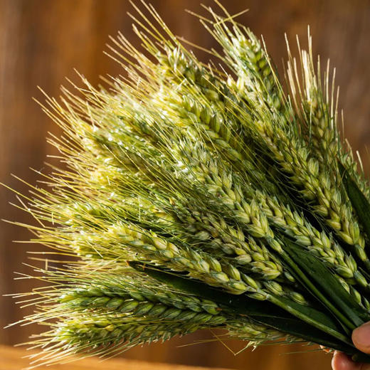 河南鲜青麦仁｜一年就能吃一次！膳食纤维高，低脂低糖 商品图2