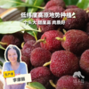 【下雨预售】生态东魁杨梅 | 合作生产*Eco-waxberry | Partner Production 商品缩略图0