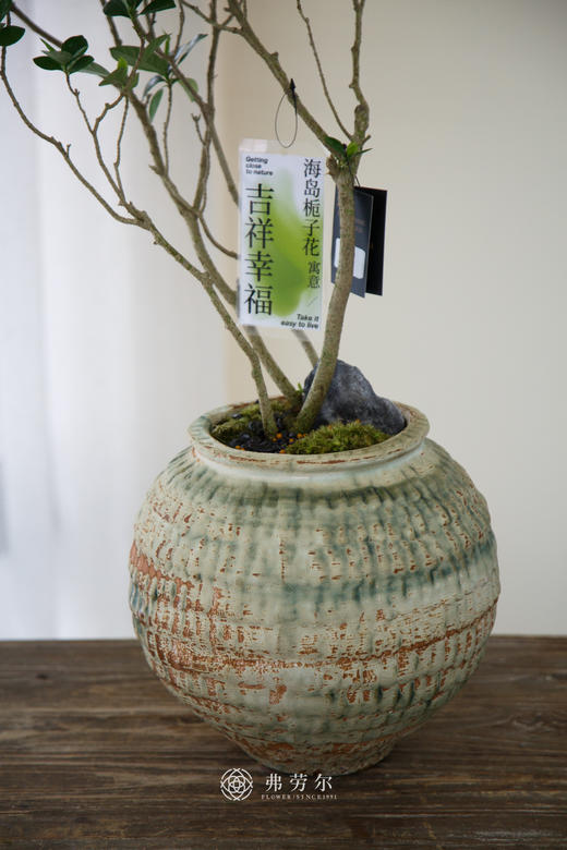 海岛栀子花⑥ 商品图2