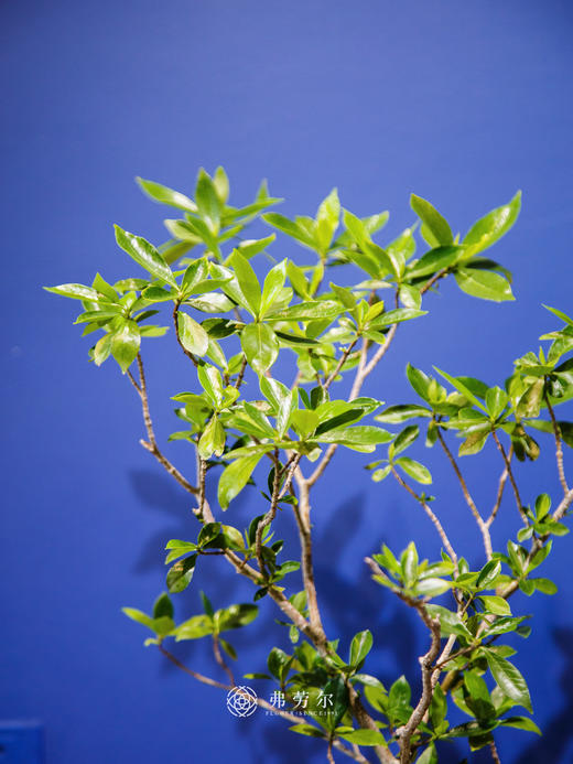 海岛栀子花⑦ 商品图1