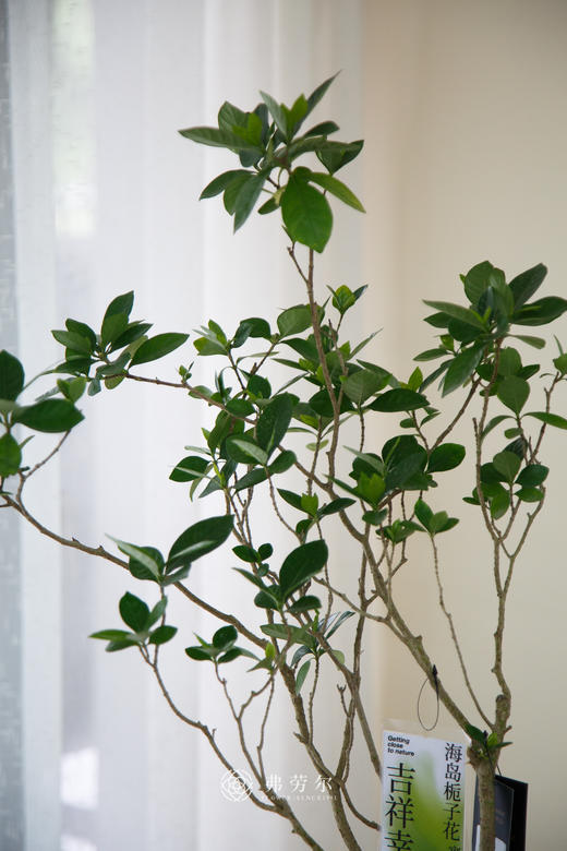 海岛栀子花⑥ 商品图1