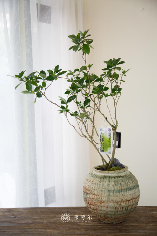 海岛栀子花⑥ 商品图0