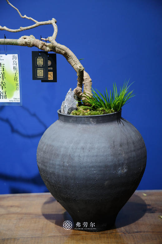 海岛栀子花④ 商品图2