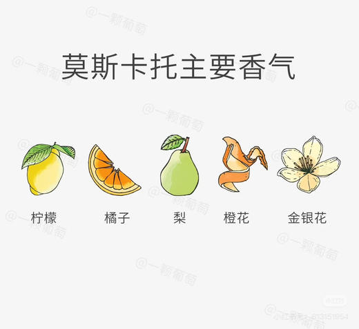 【微醺】莫斯卡托小甜水低气泡葡萄酒 & 多奈利无醇起泡葡萄汁 商品图10