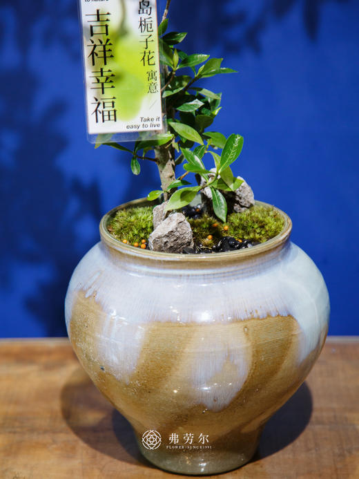 海岛栀子花⑦ 商品图2