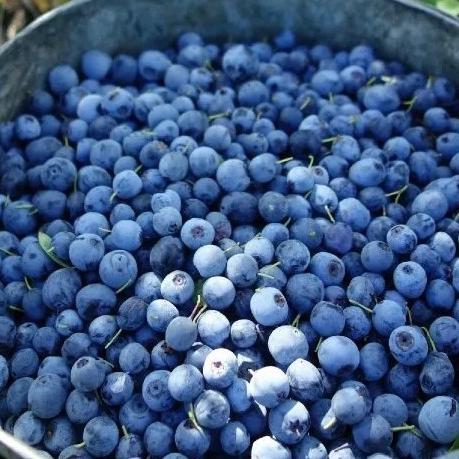 野生蓝莓/混合果酱  | 合作生产* Wild Berry Jam | Coproduction 商品图4