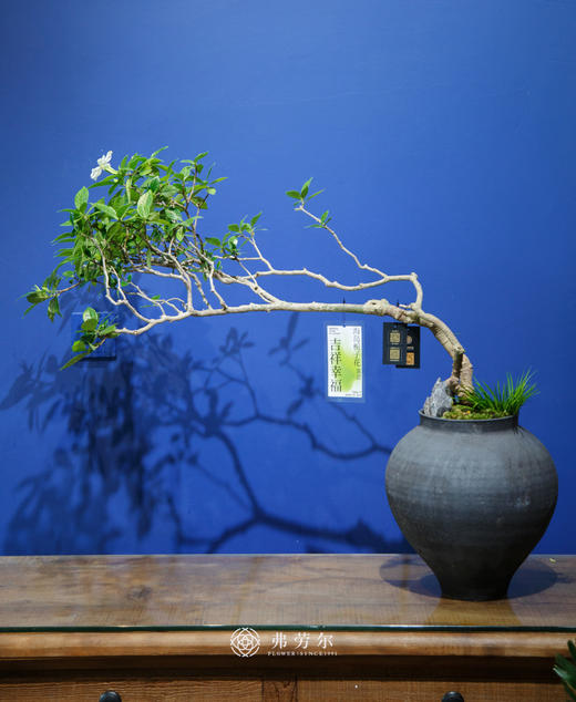 海岛栀子花④ 商品图0