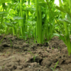 生态山西西芹| 合作生产 * Eco-celery | Partner Production 商品缩略图4